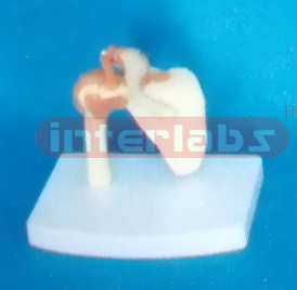 MIDDLE SHOULDER JOINT-FUNCTIONAL MODEL